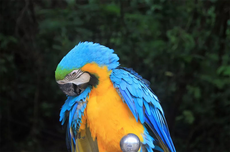 精靈鬼馬的鸚鵡學舌(呱,呱,呱,你好嗎)