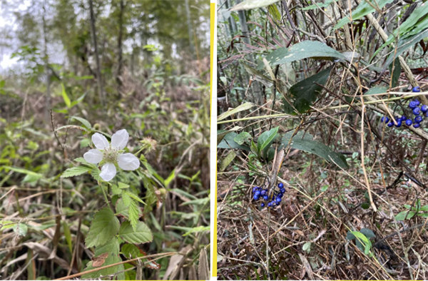 凝心聚力再出發，風雨同舟赴星溪！--廣東博皓2024龍年首登星溪之旅     -5