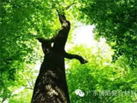 【博皓感悟】欲為大樹，莫與草爭