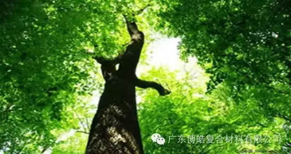 【博皓感悟】欲為大樹,莫與草爭(zhēng)-1