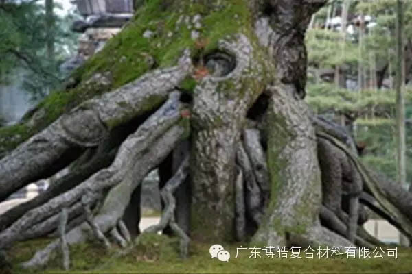 【博皓感悟】欲為大樹,莫與草爭(zhēng)-5